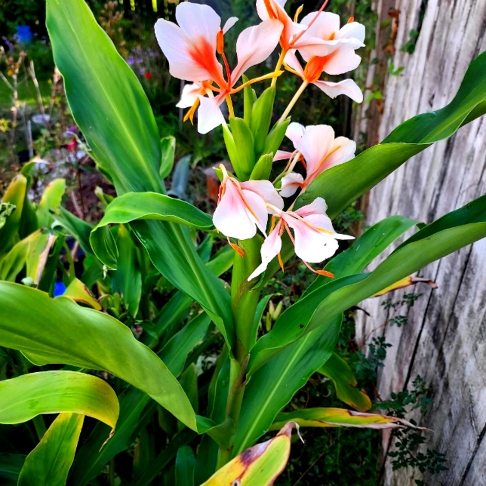 Ginger spice plant